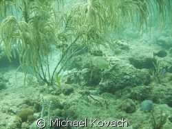 Third reef line off Fort Lauderdale by Michael Kovach 